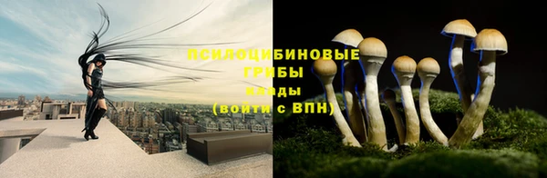 шишки Осинники